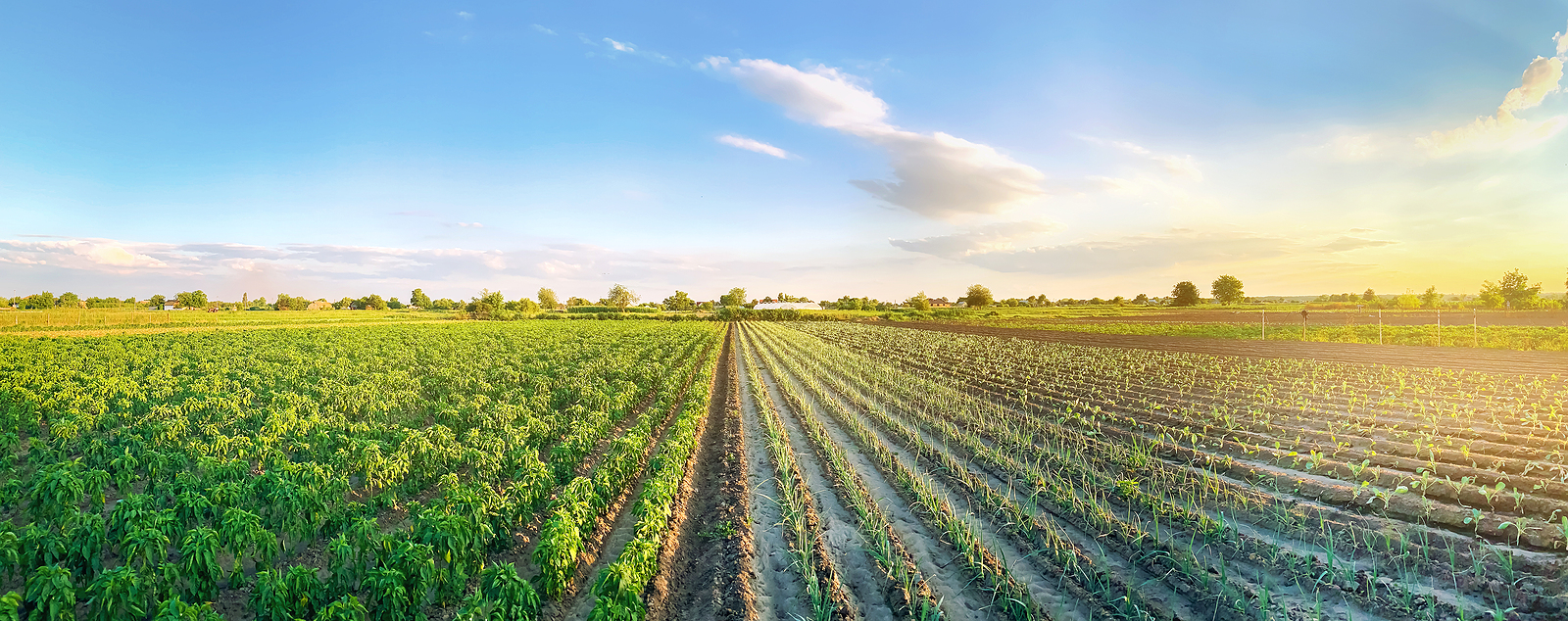 farm food and agriculture